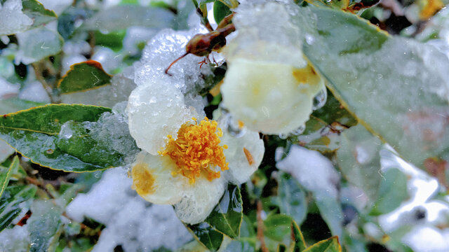 雪地里的山茶花