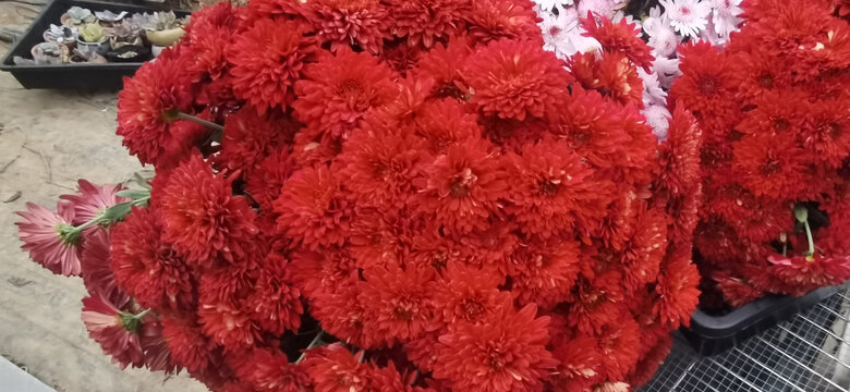 大红菊花