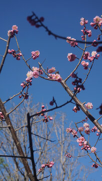 粉色梅花