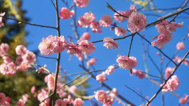 粉色梅花