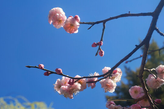 粉色梅花