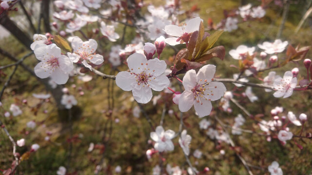 日本樱花