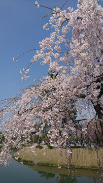 日本樱花