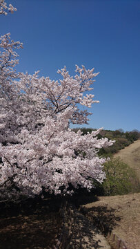 日本樱花