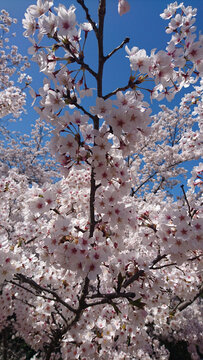 日本樱花