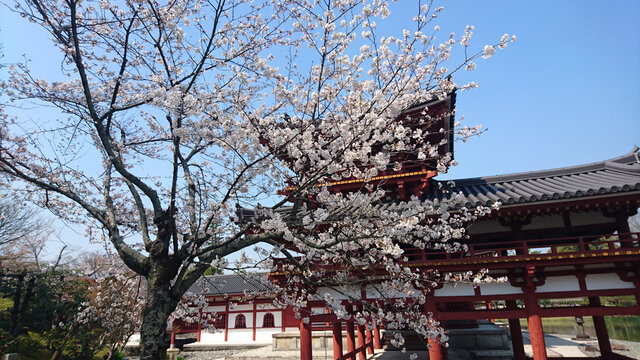 日本樱花