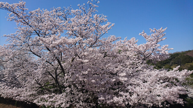 日本樱花树