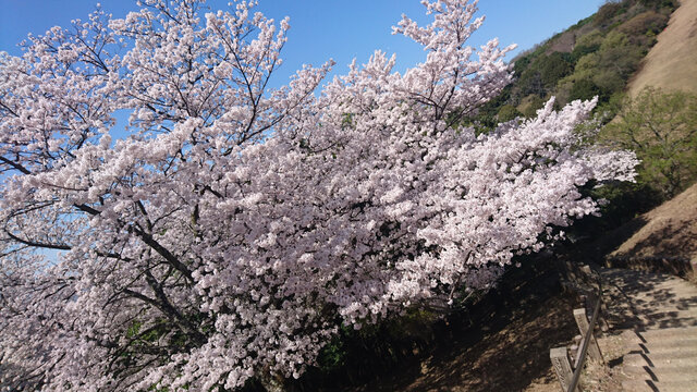 日本樱花树