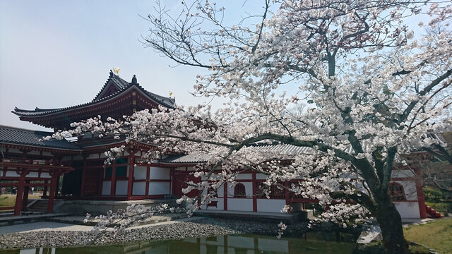 日本庭院樱花