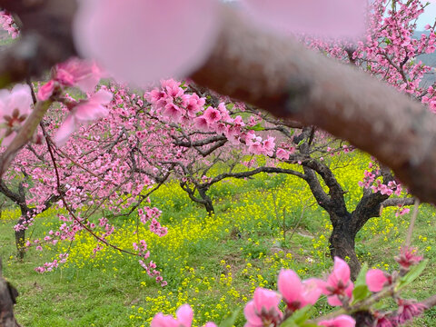 桃花