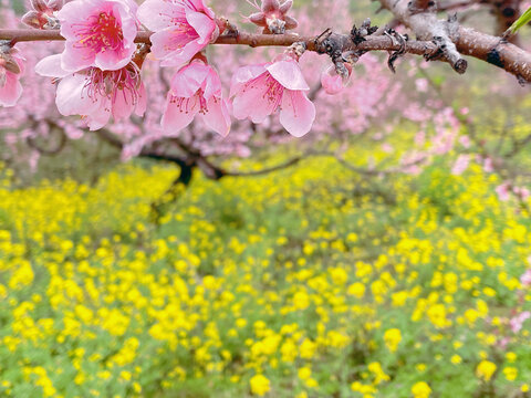 桃花