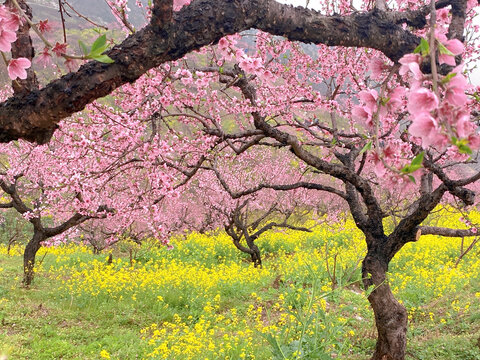 桃花