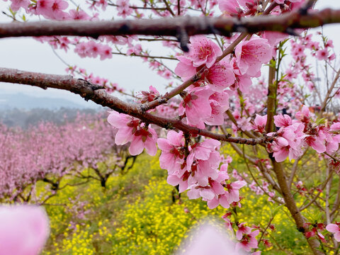 桃花