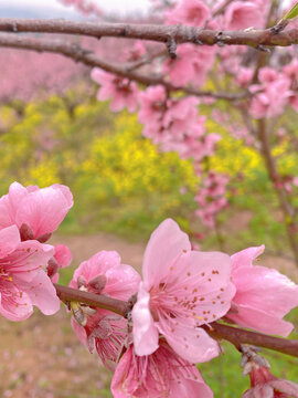 桃花