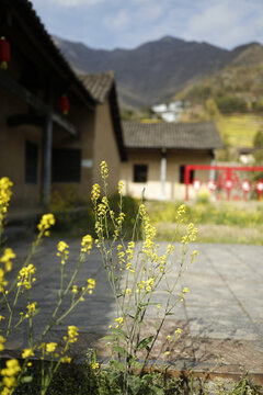 陕西南部油菜花