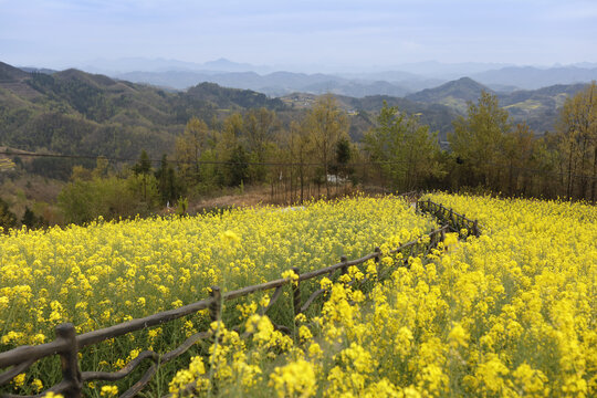 陕西南部油菜花