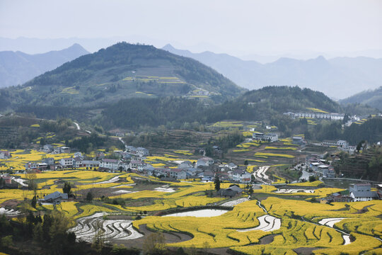 陕南油菜花