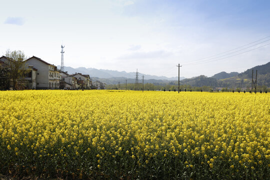 陕南油菜花