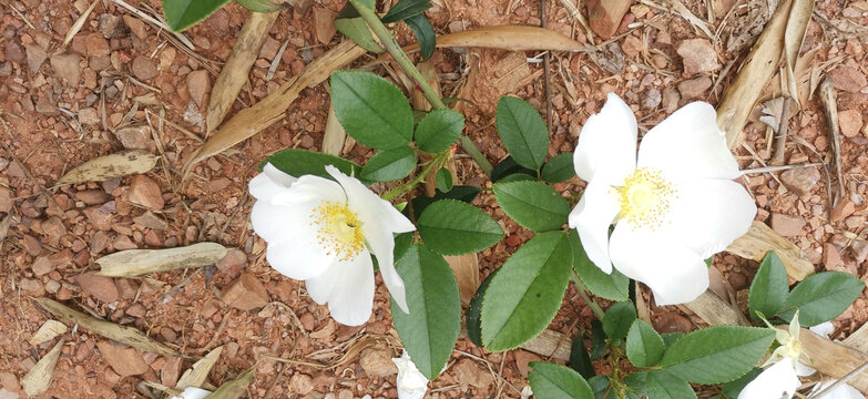 金樱子小白花