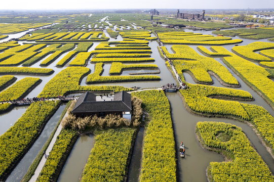 泰州兴化千垛油菜花高清大图