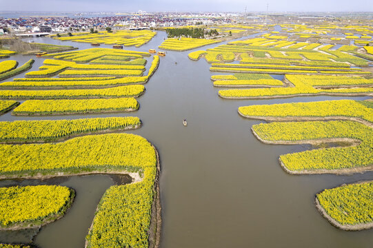 泰州兴化千垛油菜花高清大图