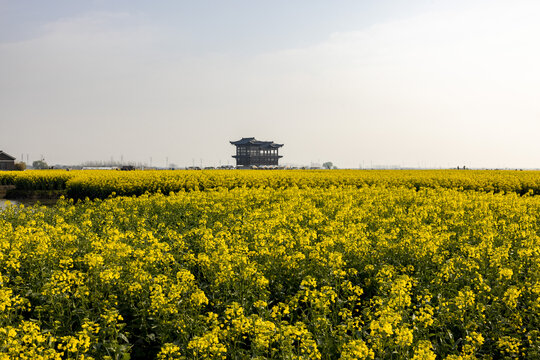 泰州兴化千垛油菜花高清大图