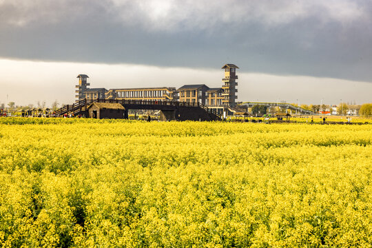 兴化千垛油菜花高清大图