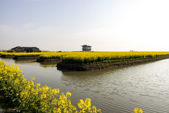 兴化千垛油菜花高清大图