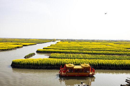 兴化千垛油菜花高清大图