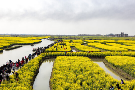 兴化千垛油菜花高清大图