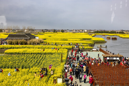 兴化千垛油菜花高清大图