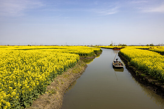 兴化千垛油菜花高清大图