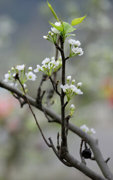 梨花梨树