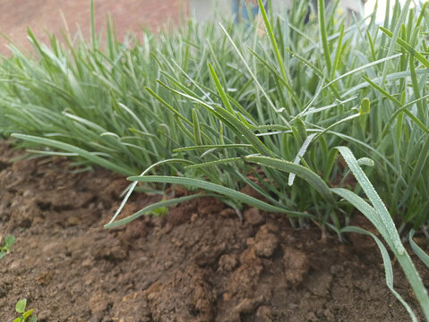 农家菜雨露韭菜