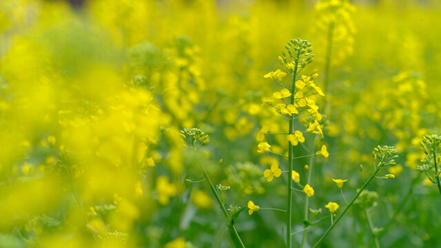 油菜花