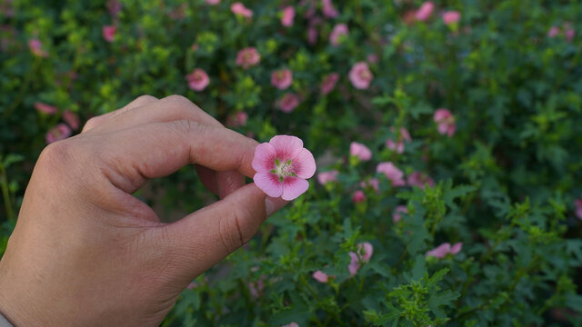 小木槿花瓣