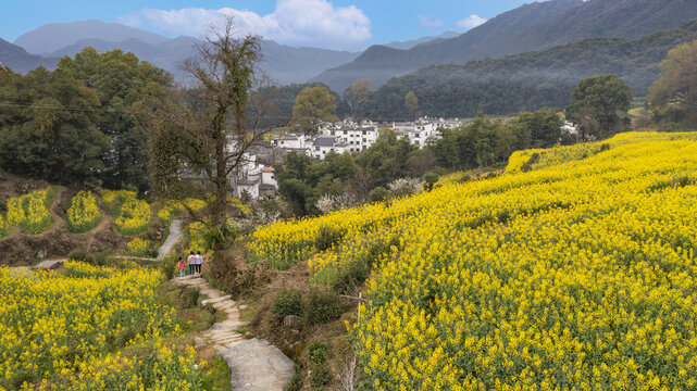 婺源江岭油菜花田风光