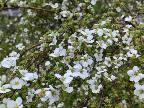 珍珠绣线菊