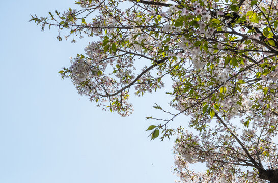 樱花背景