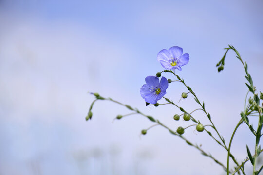 亚麻花