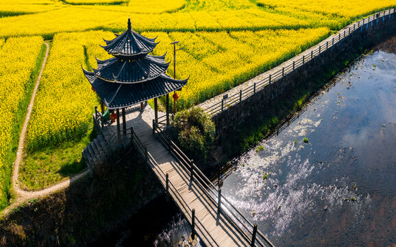 乡村河边的大片油菜花田