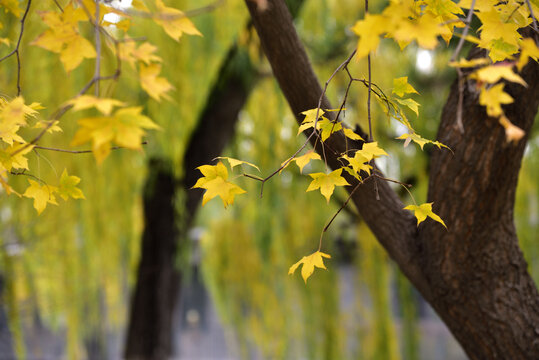 深秋变成黄色的树叶