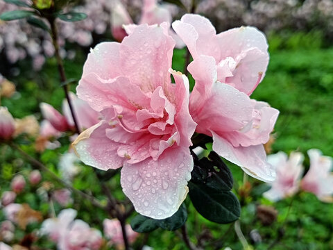 粉红观赏杜鹃花特写