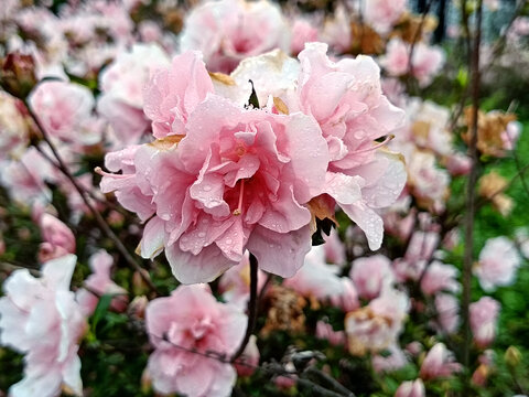 粉红观赏杜鹃花特写