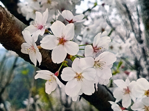 盛开的白色樱花