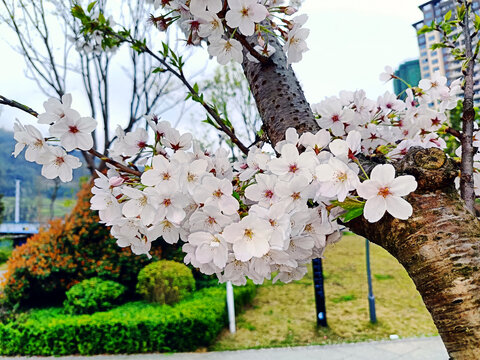 盛开的白色樱花