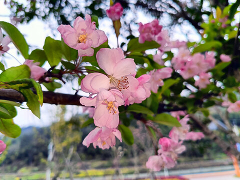 盛开的樱花