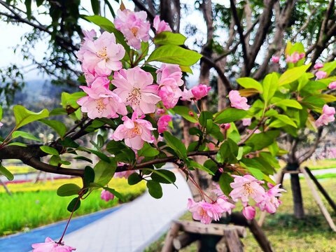 盛开的樱花