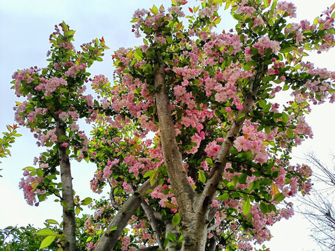 粉红观赏樱花