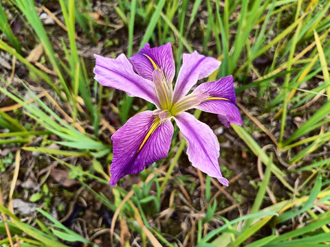 扁竹花